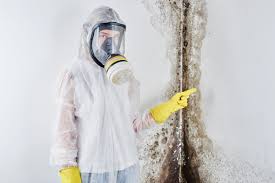 Reliable Pocahontas, IA Mold Removal Services Solutions